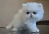 Персидские котята