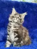 Мейн-Кун чистокровные котята