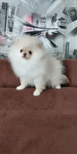 Померанский шпиц, щенки мини мишка