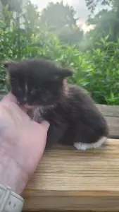 Котенок в добрые руки