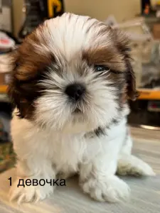 Щенки ши тцу