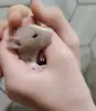 Дамбо крысы