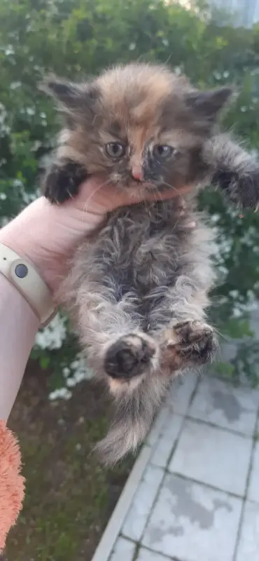Котята