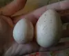 Яйцо инкубационое