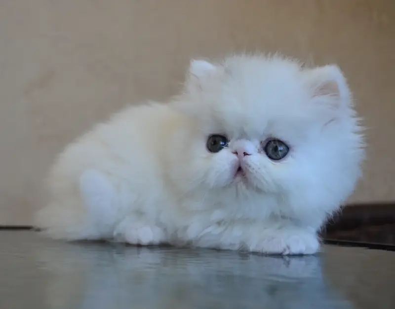 Персидские котята