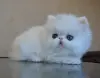 Персидские котята