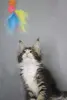 Котята Мейн-кун в продаже! Два чудесных мальчика!