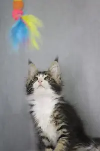 Котята Мейн-кун в продаже! Два чудесных мальчика!