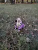 Комбинезон и толстовка для собак