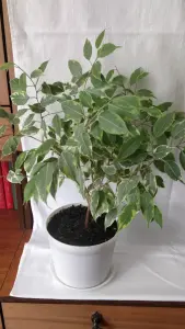 Фикусы разные 