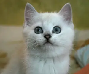 Шотландские котята (Скотиш страйт)