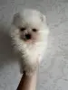 Шпиц