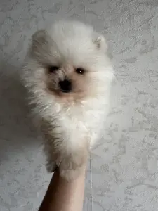 Шпиц