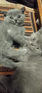Британские котята