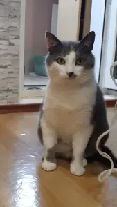 Чудесная кошечка в дар