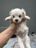 Щенки мальтийской болонки