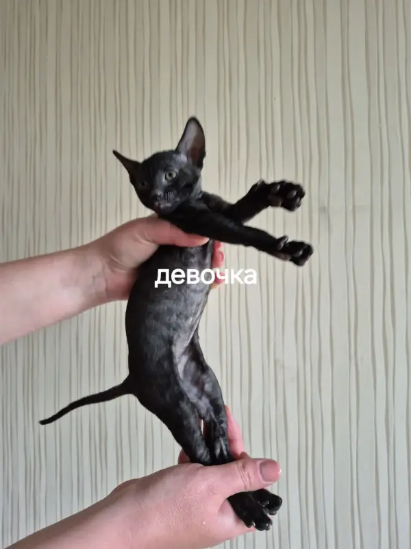 Котята