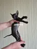Котята корниш-рекс