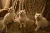 Шотландские котята (Скотиш страйт)