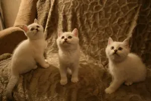 Шотландские котята (Скотиш страйт)