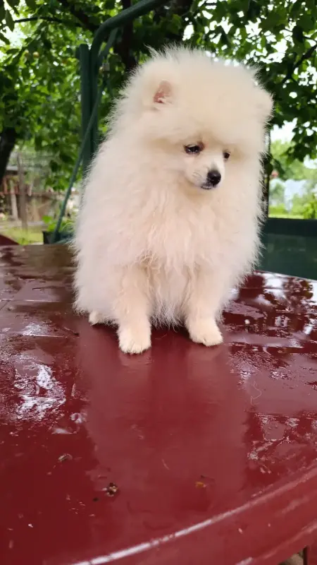 Померанский шпиц