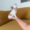 Чихуахуа мальчик