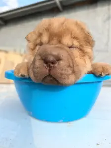 Щенки шарпея