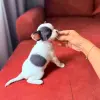 Чихуахуа девочка