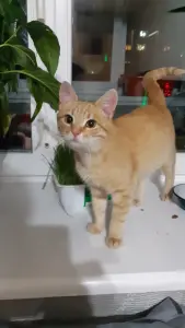 Котёнок мальчик в дар