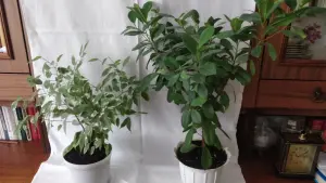 Фикусы разные 
