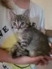 Котята в дар