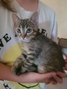 Котята в дар