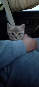 Шотландский котенок(девочка)