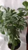 Фикусы разные 