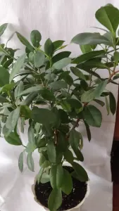 Фикусы разные 