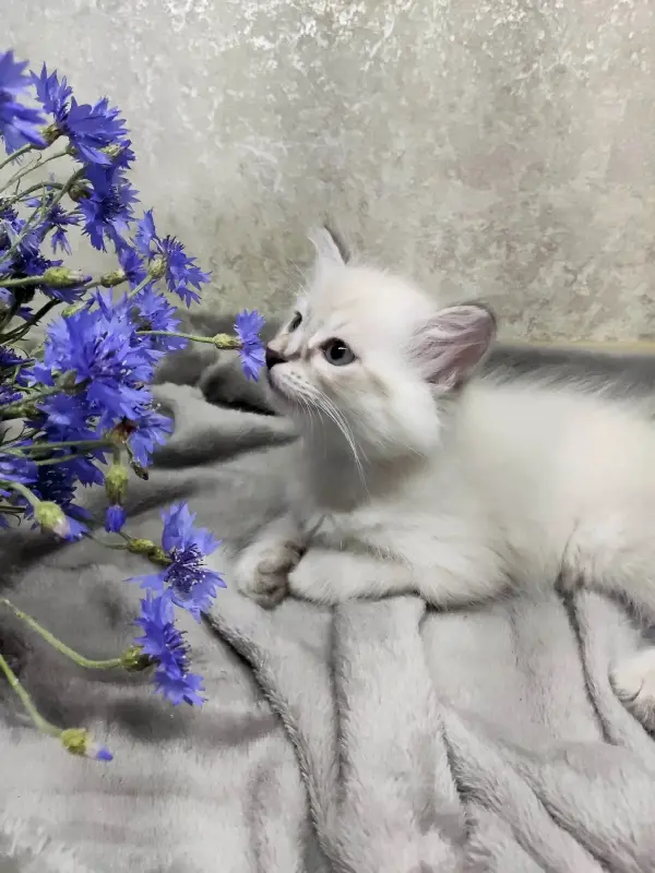 Котята породы Невская Маскарадная