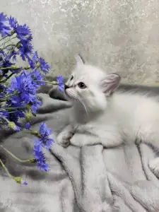 Котята породы Невская Маскарадная