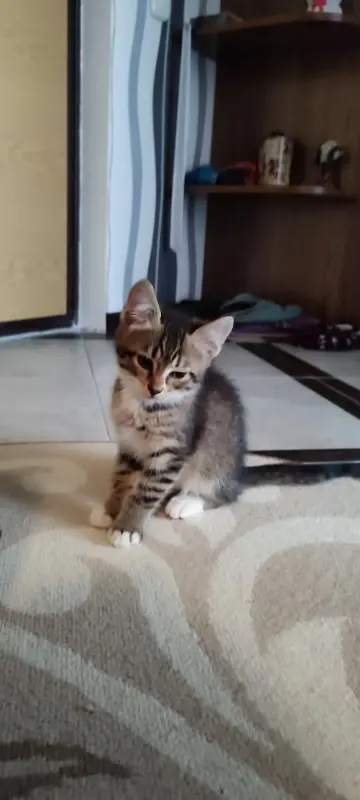 Котенок в дар