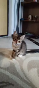 Котенок в дар