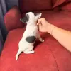 Чихуахуа девочка