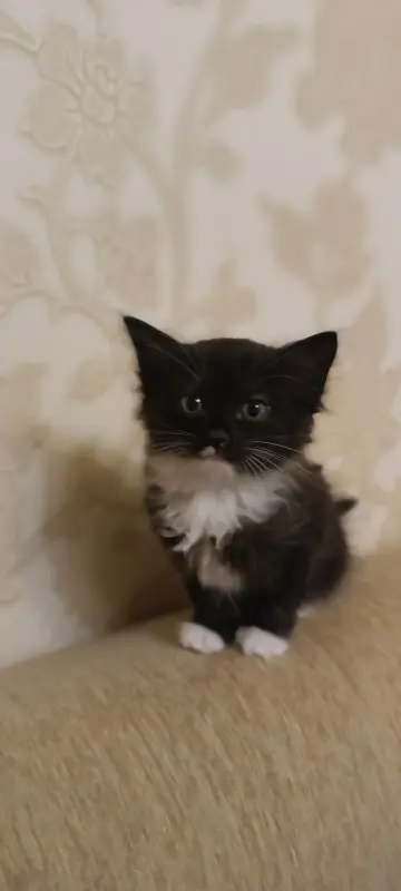 Котята в хорошие руки