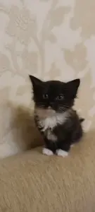 Котята в хорошие руки