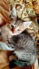 Котенок, мальчик