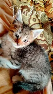 Котенок,мальчик