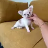 Чихуахуа мальчик
