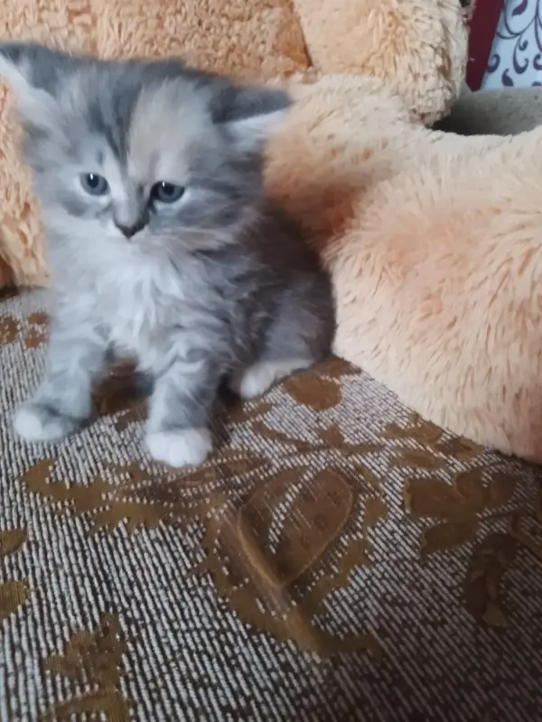 британские котята