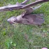 Плуг и окучник конные