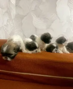 Собачки шит-цу
