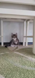Котенок девочка в дар