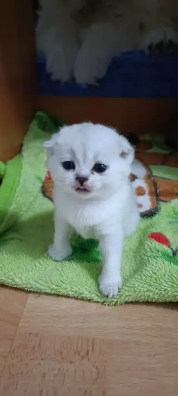 Котята шотландские вислоухие
